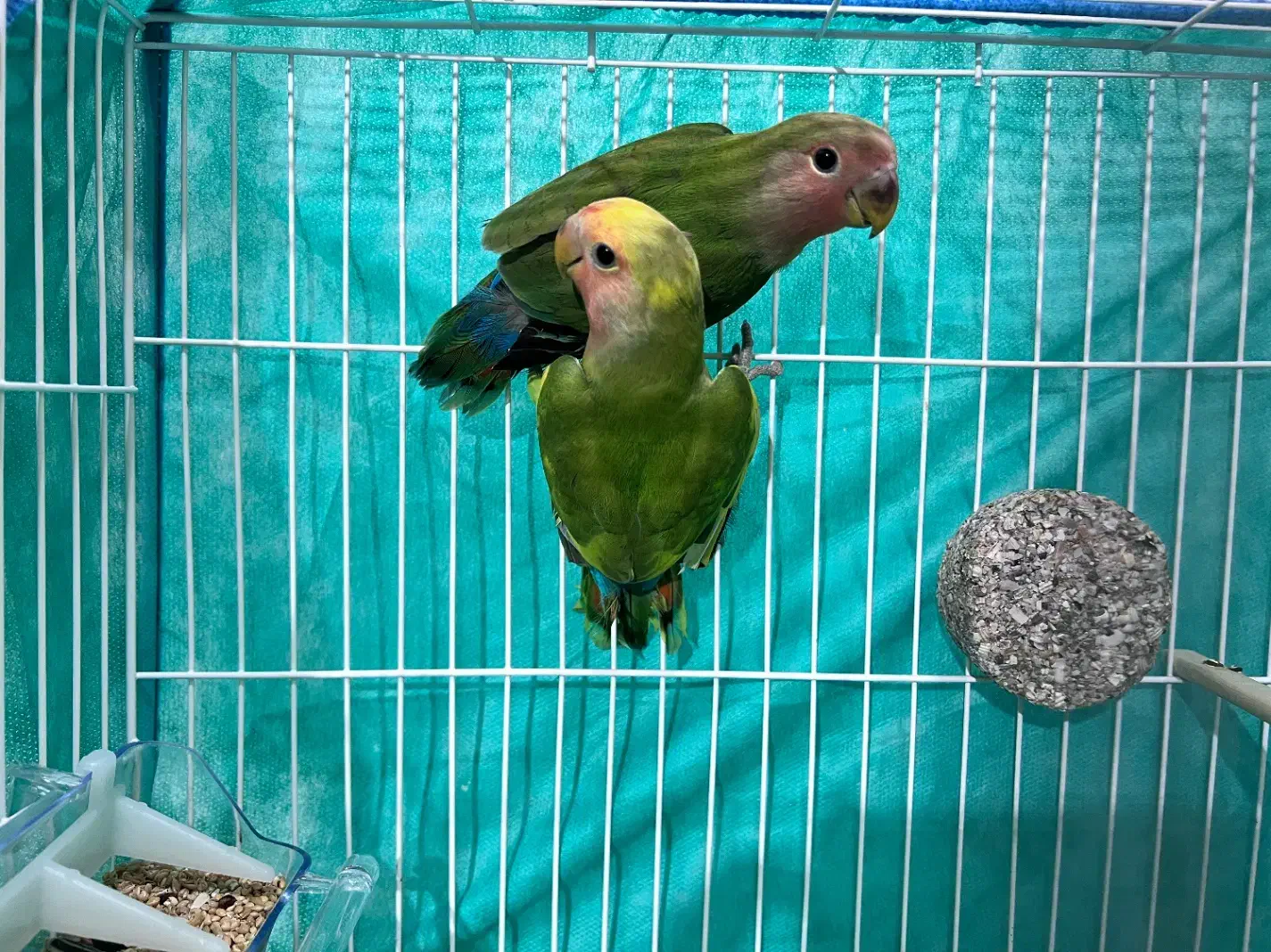 فروش یک جفت جوجه طوطی برزیلی خوشرنگ و سالم|پرنده|رشت, گلباغ نماز|دیوار