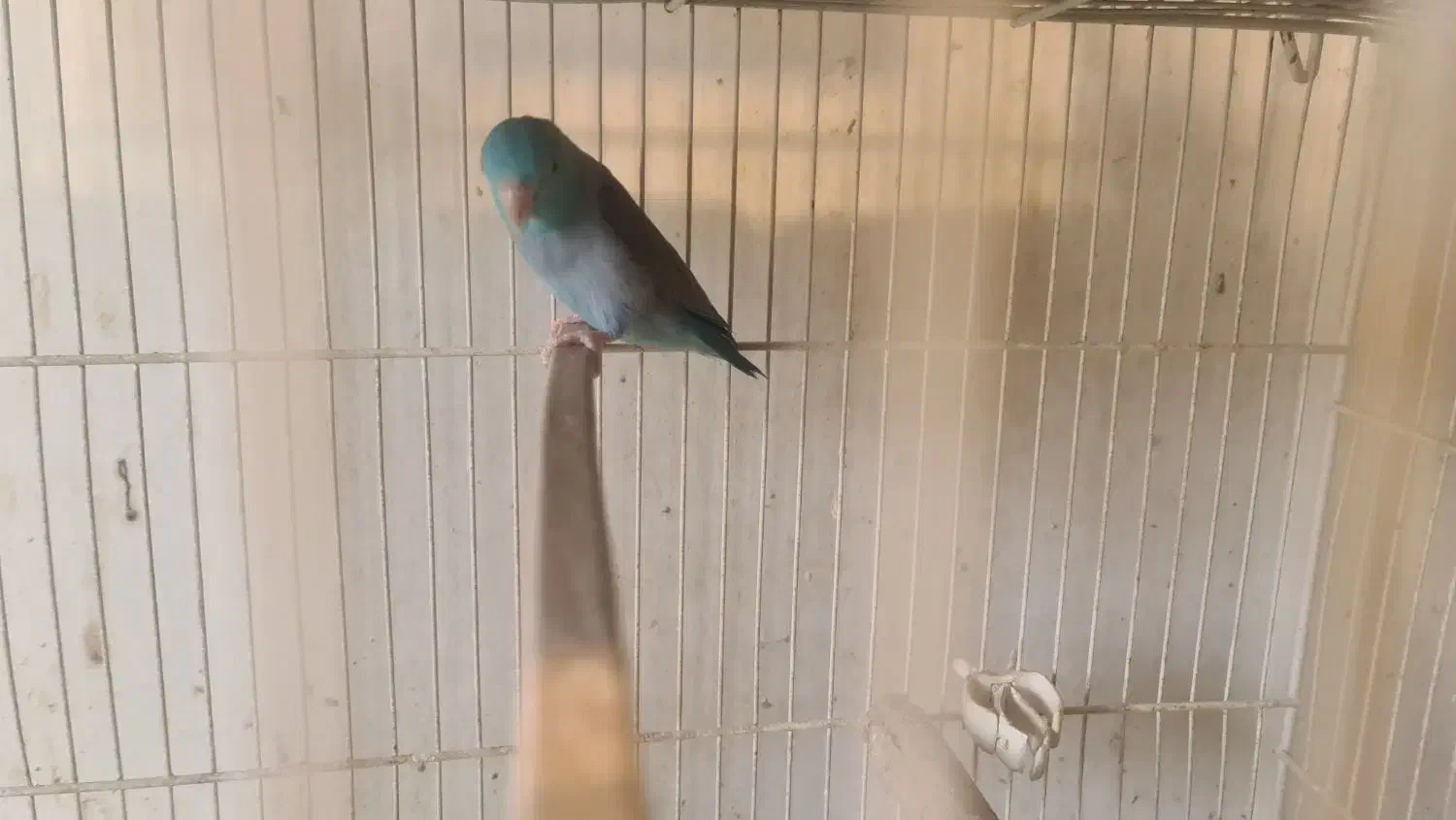 پروتلت نر|پرنده|مشهد, مقدم|دیوار