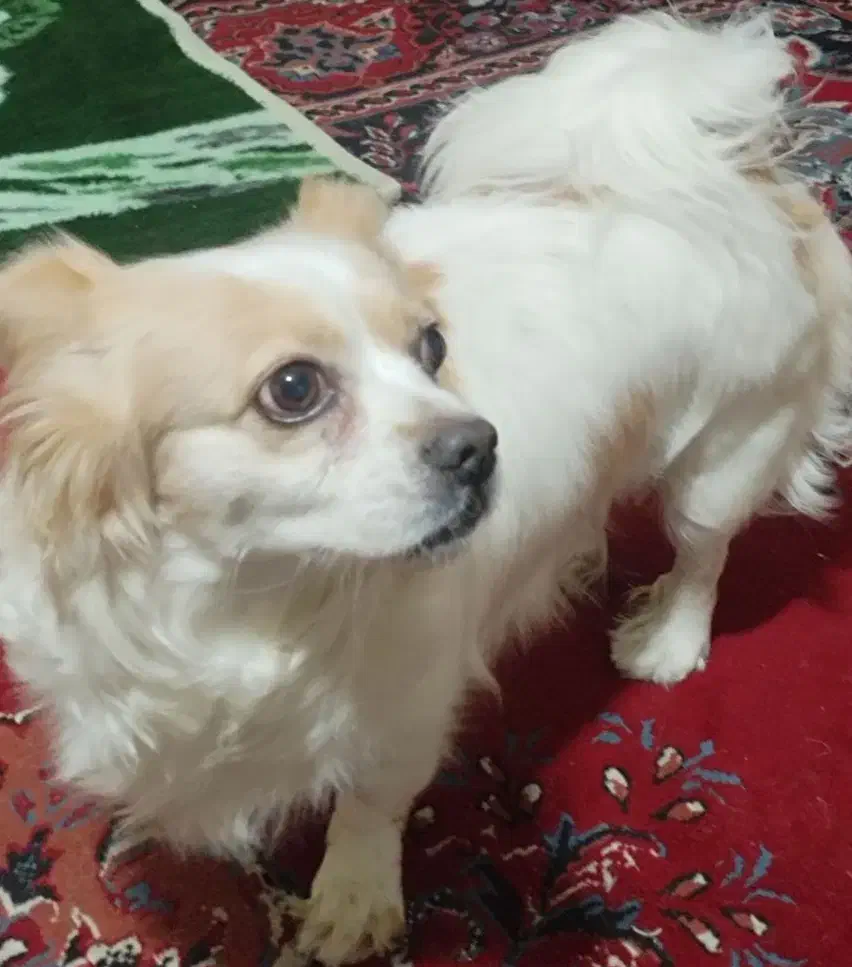 سگ اشپیتز ماده|سگ|ری, دولت‌آباد|دیوار