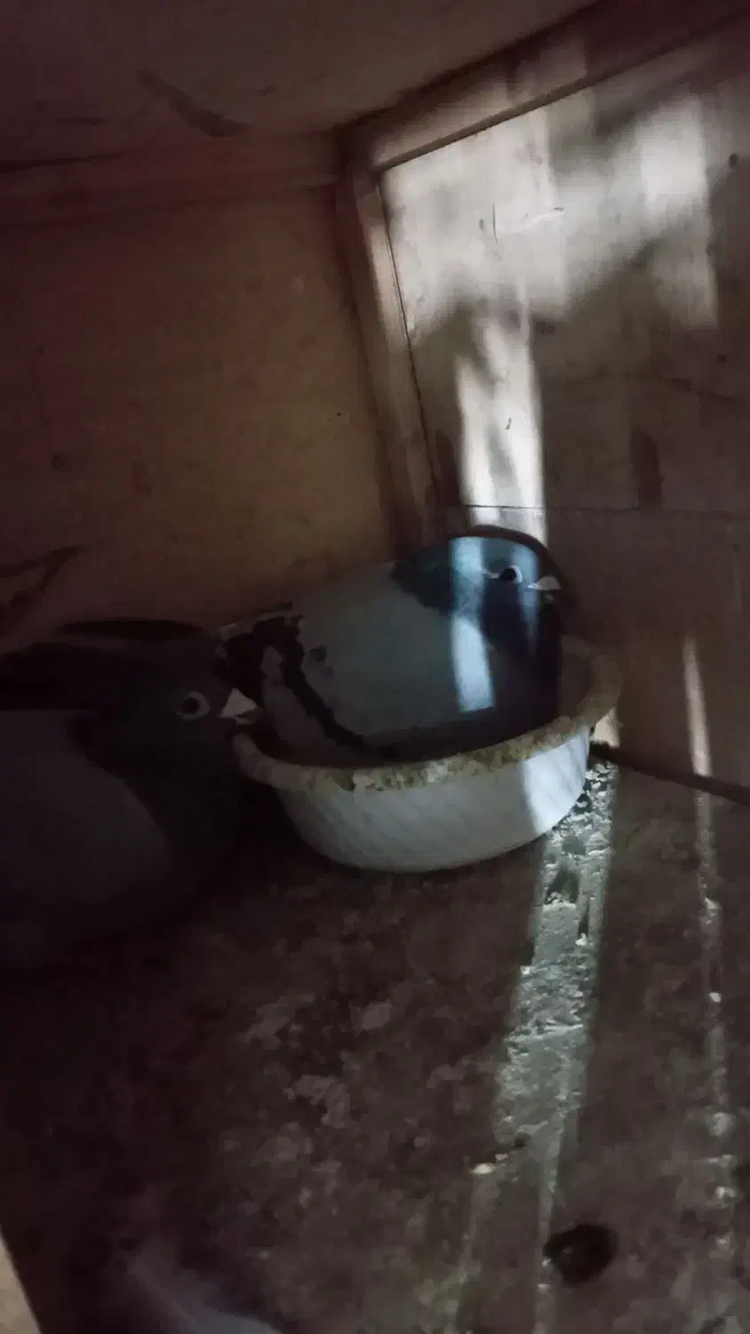 یکجفت کفتر پلاکی هلند|پرنده|بهارستان, |دیوار