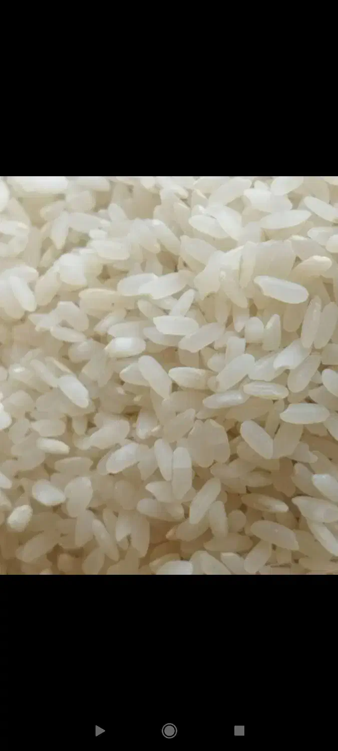 برنج کامفیروزی چمپه اصل|خوردنی و آشامیدنی|شیراز, شهرک والفجر|دیوار