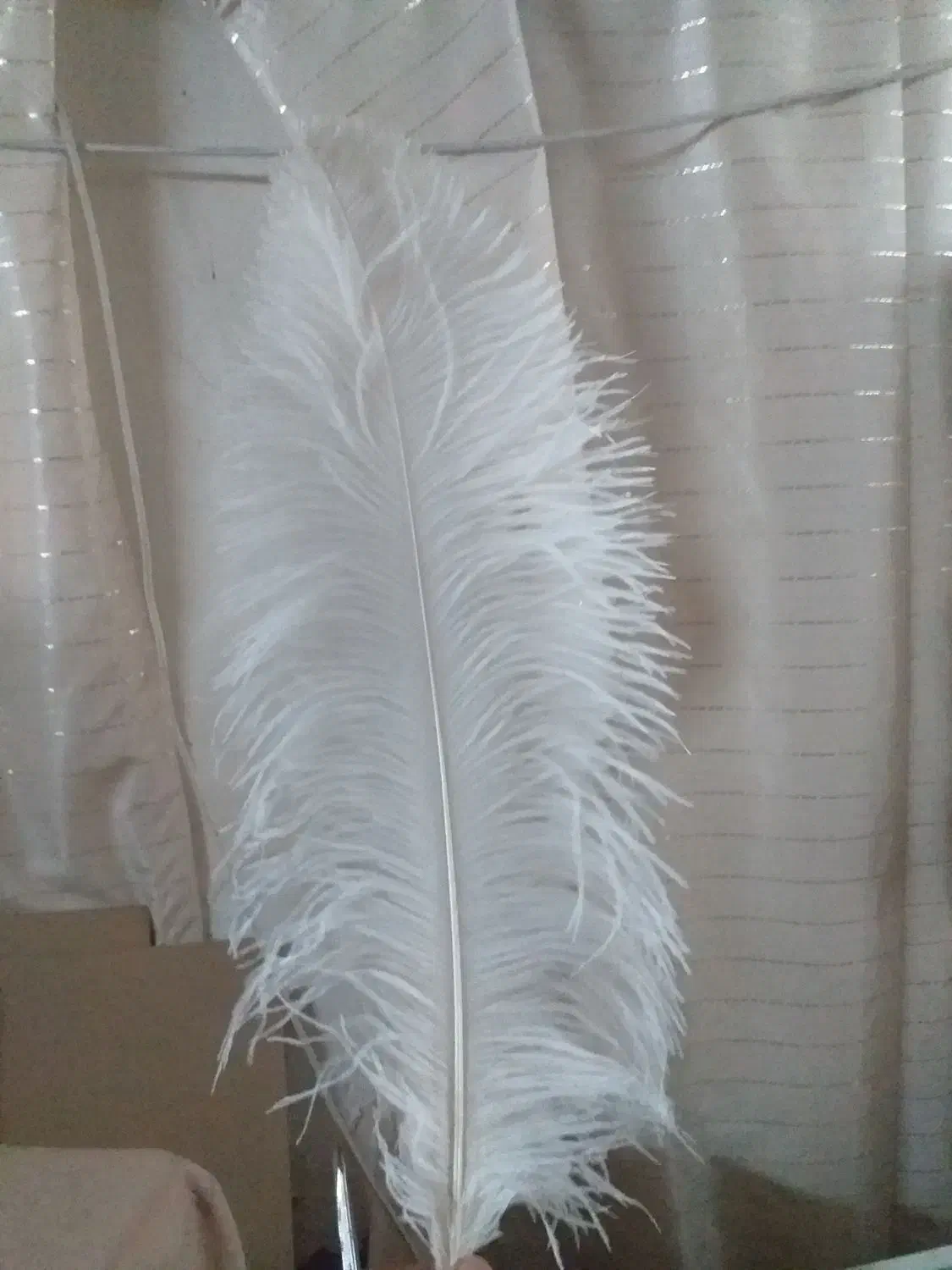 پرشترمرغ|حیوانات مزرعه|اصفهان, گلزار|دیوار