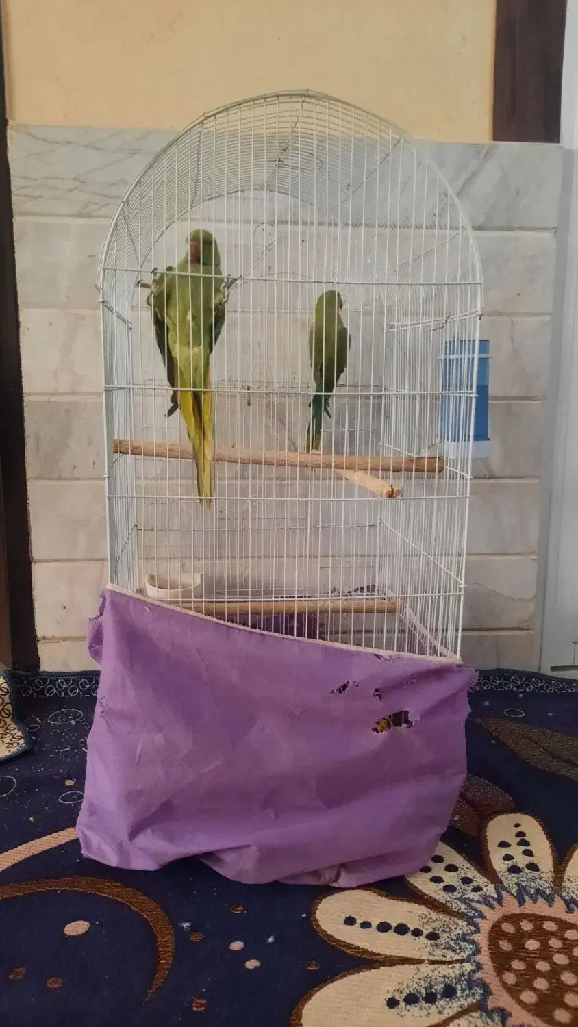 طوطی ملنگو|پرنده|محلات, |دیوار