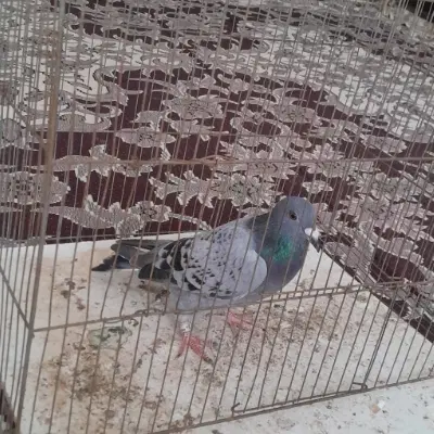 کفتر|پرنده|اردبیل, |دیوار