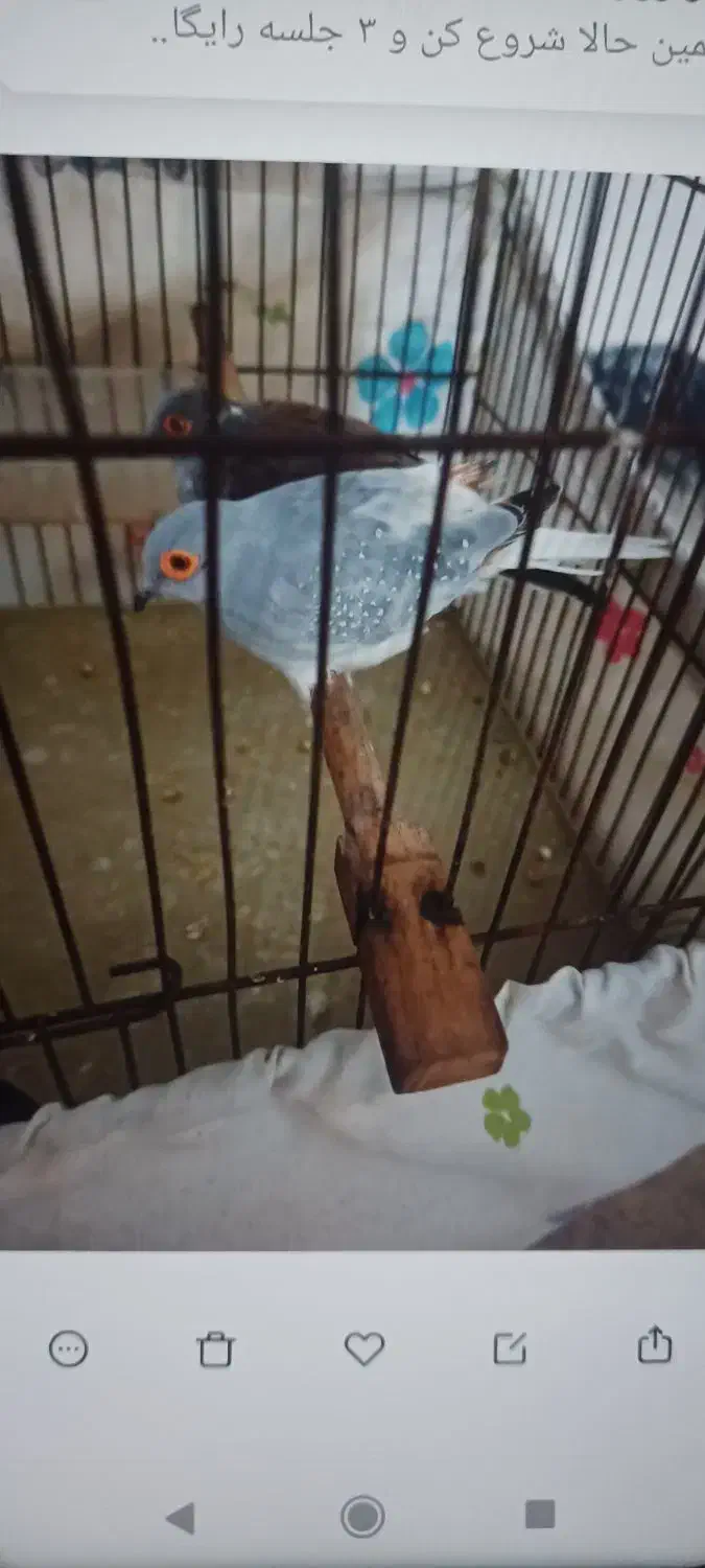 پرنده زینتی همراه تخم|پرنده|اهواز, کمپلو جنوبی|دیوار