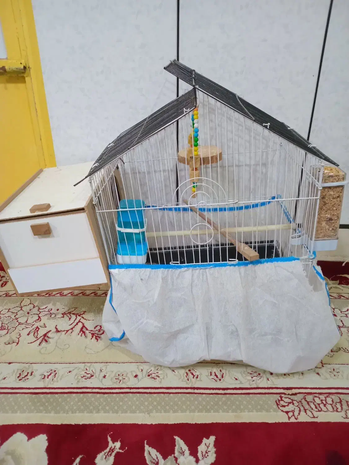 طوطی برزیلی|پرنده|شوشتر, |دیوار