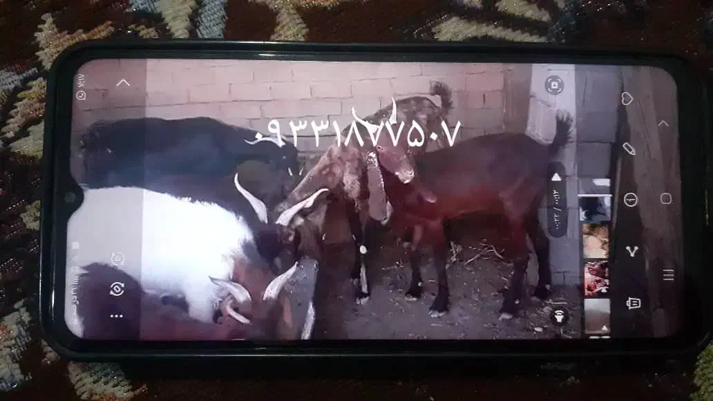 بز نجدی|حیوانات مزرعه|کارون, |دیوار