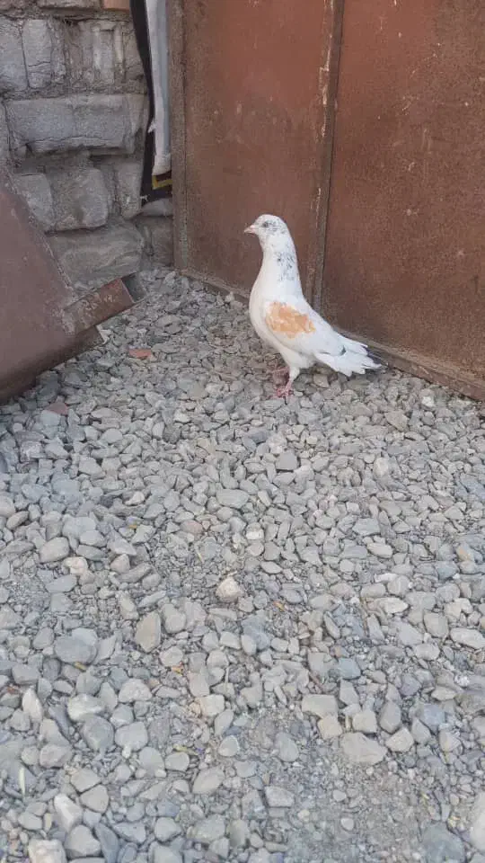 کبوتر|پرنده|ایرانشهر, |دیوار