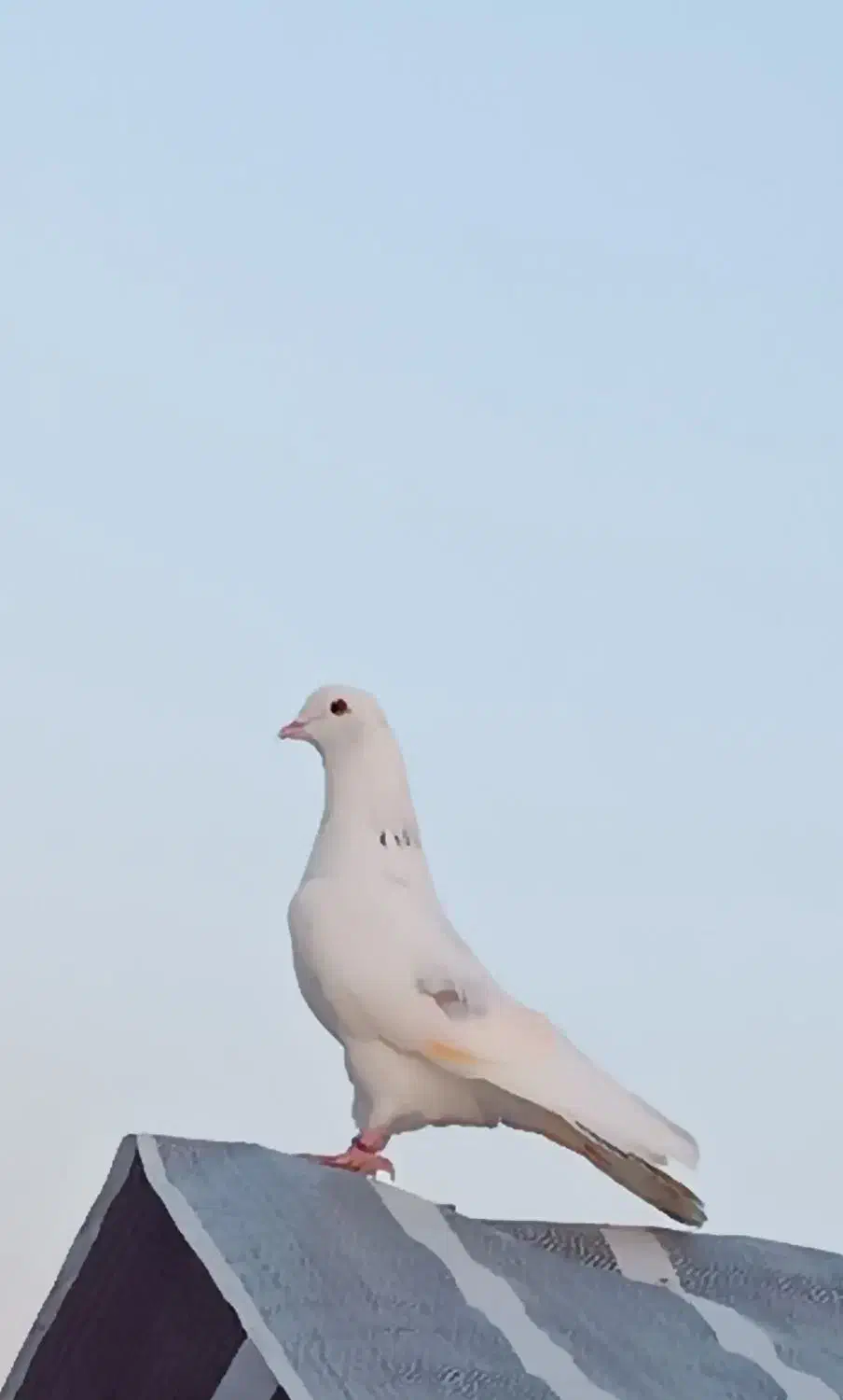 کبوتر گمشده|پرنده|سرخنکلاته, |دیوار