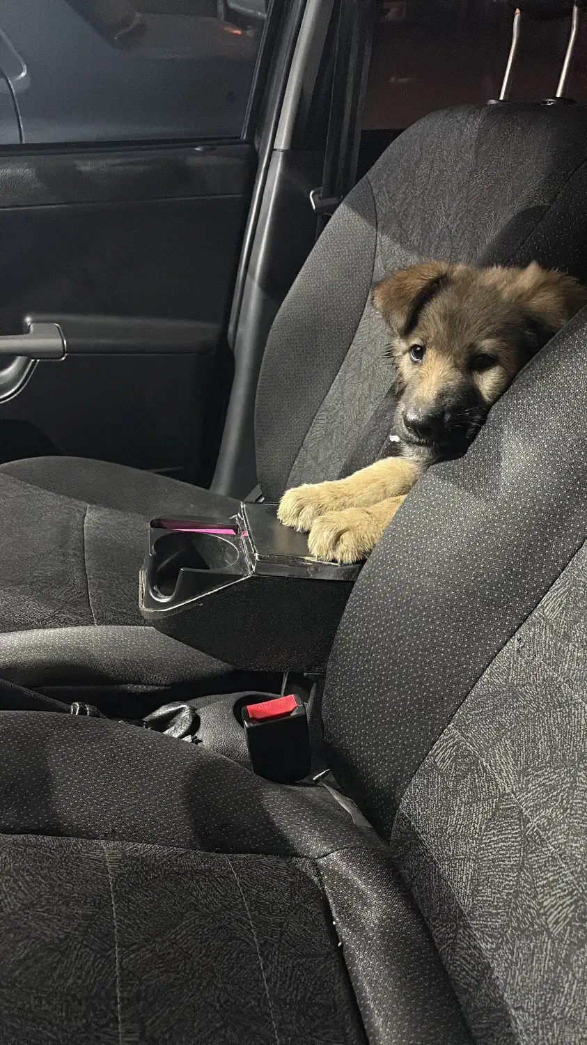 سگ ژرمن|سگ|رشت, بیجارپس|دیوار