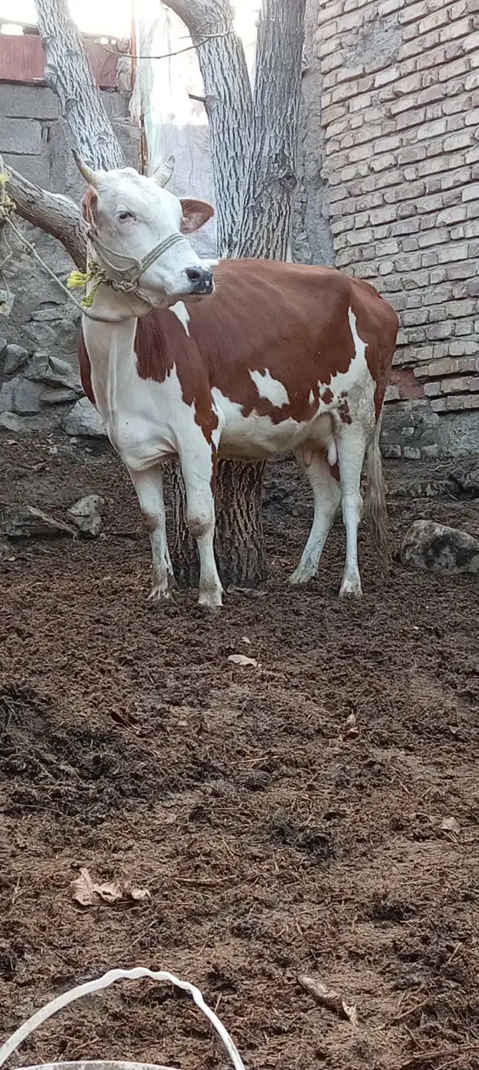 گاو گوساله ماده سیمیتال 12کیلوشیر|حیوانات مزرعه|کرمان, |دیوار