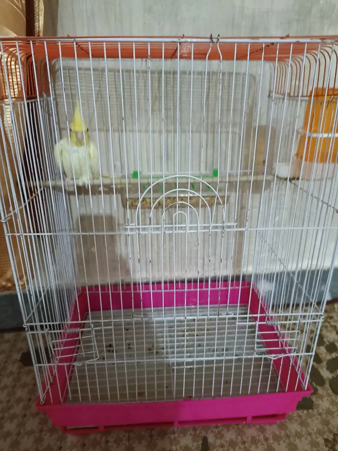 عروس هلندی و دوتا غاز|پرنده|شوشتر, |دیوار