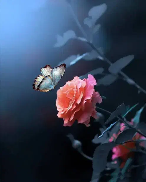 جویای کار|خدمات پیشه و مهارت|نیشابور, دارایی|دیوار