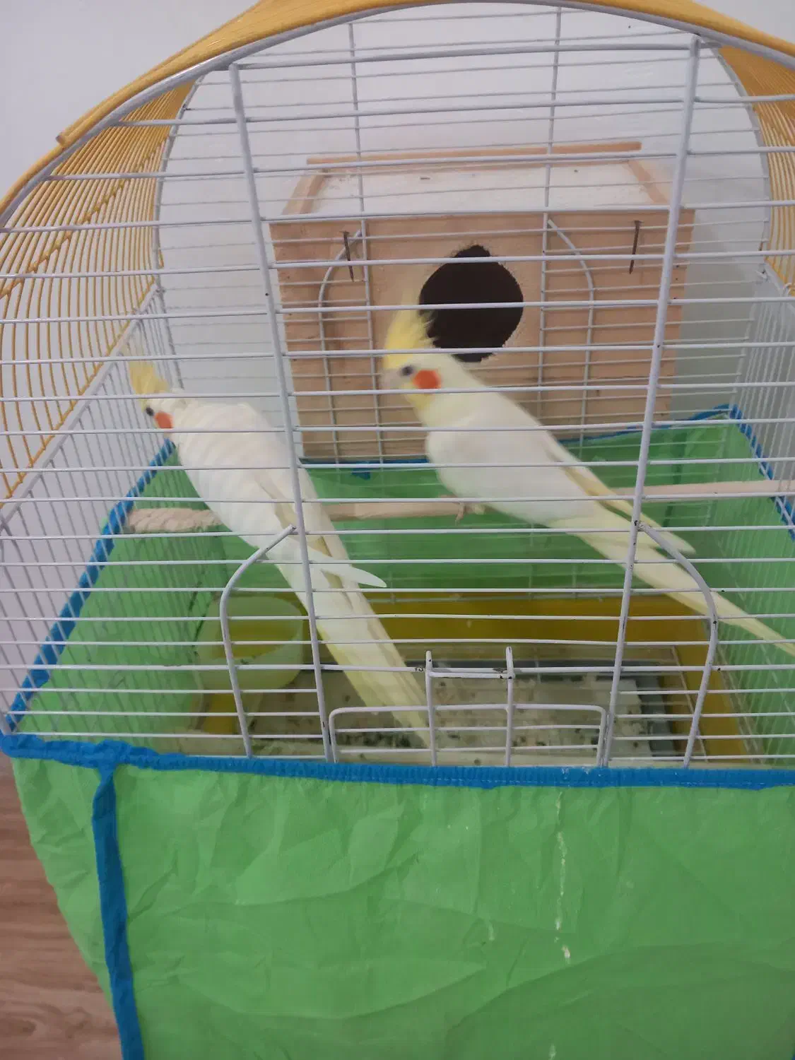 یک جفت عروس هلندی لوتینویک ساله|پرنده|سیاهکل, |دیوار