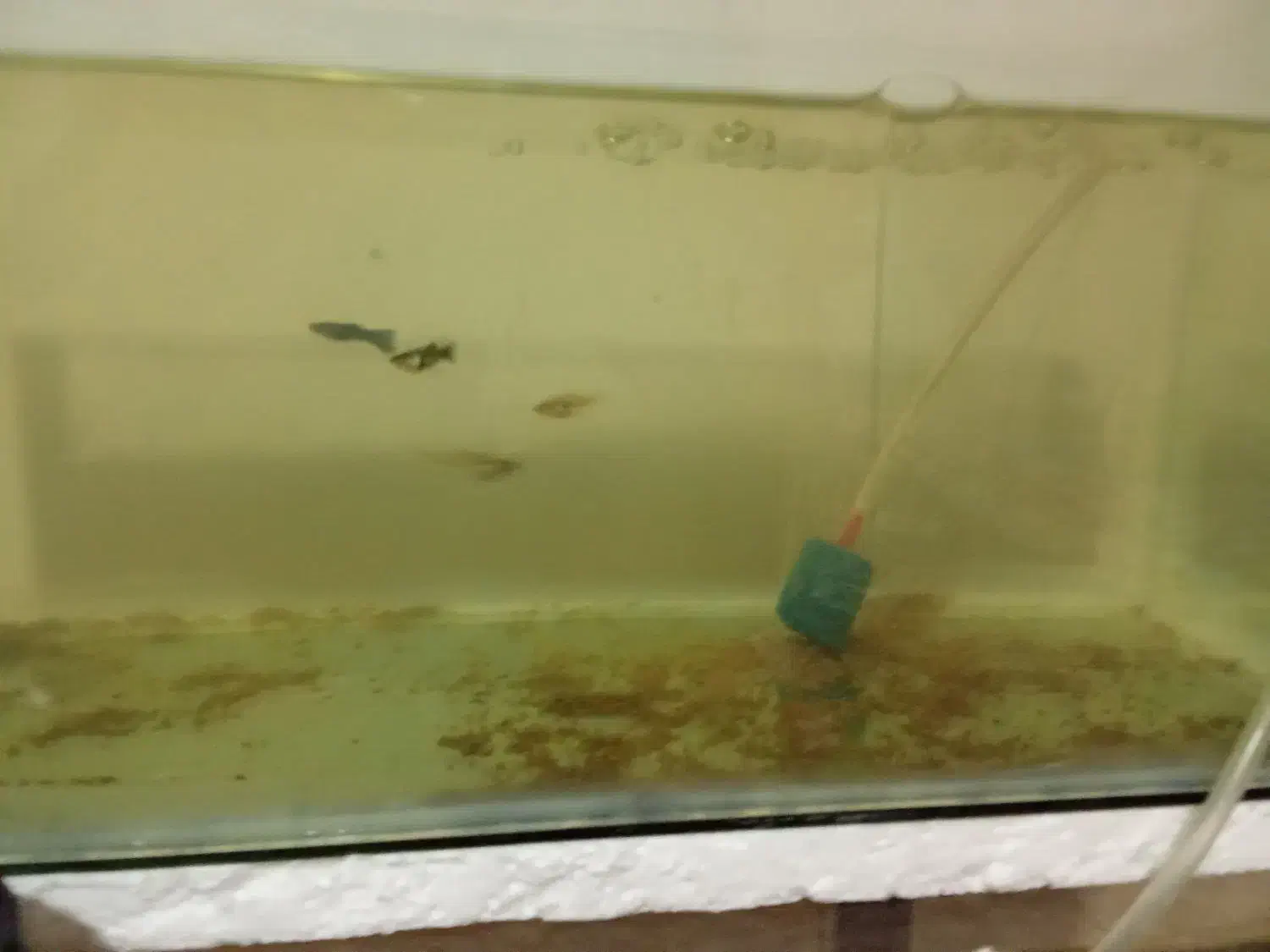 ماهی گوپی|ماهی|بروجرد, |دیوار