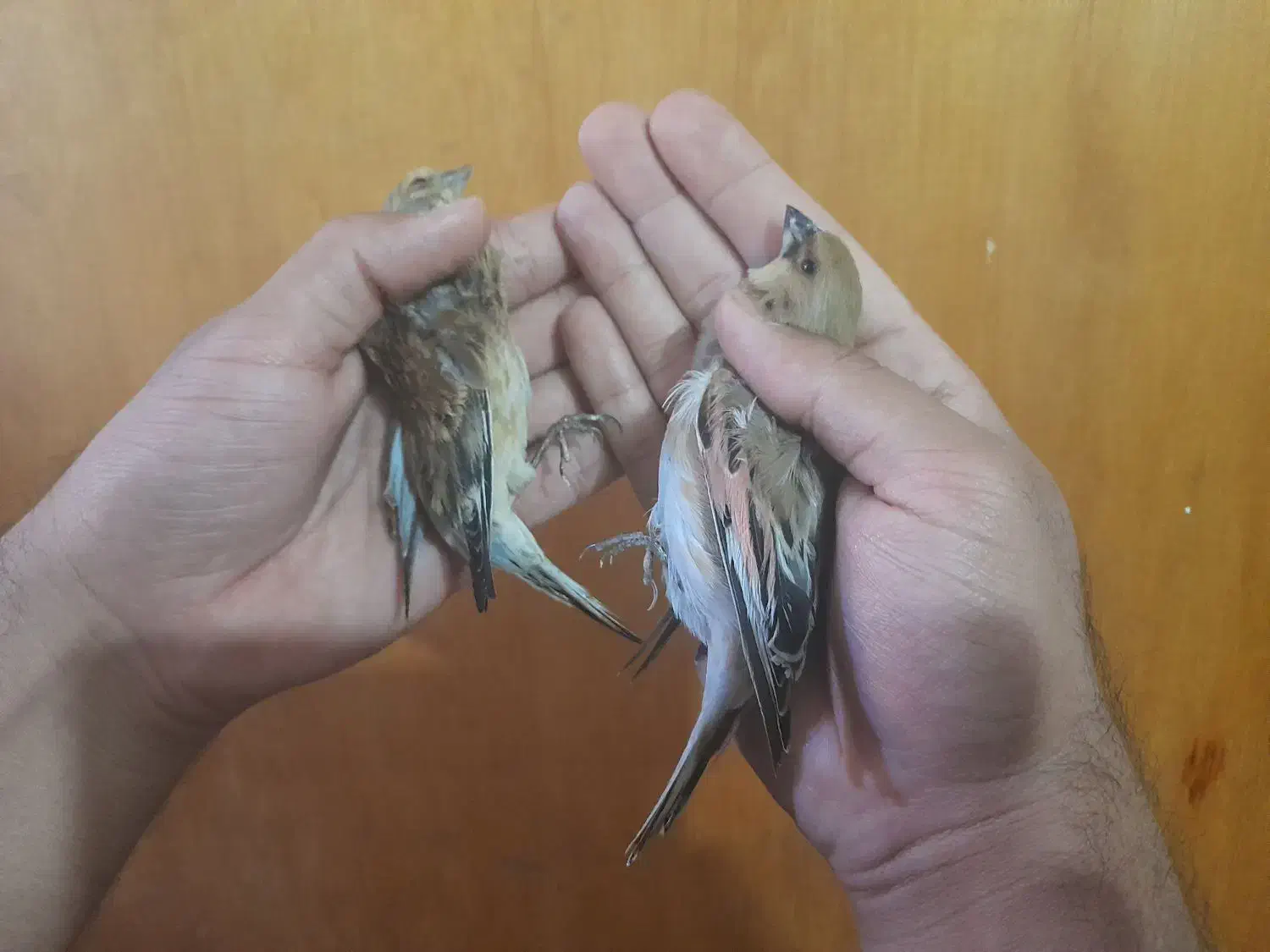 سهره.قناری.مرغ عشق.فنچ|پرنده|شیراز, شهرک نیروی انتظامی|دیوار