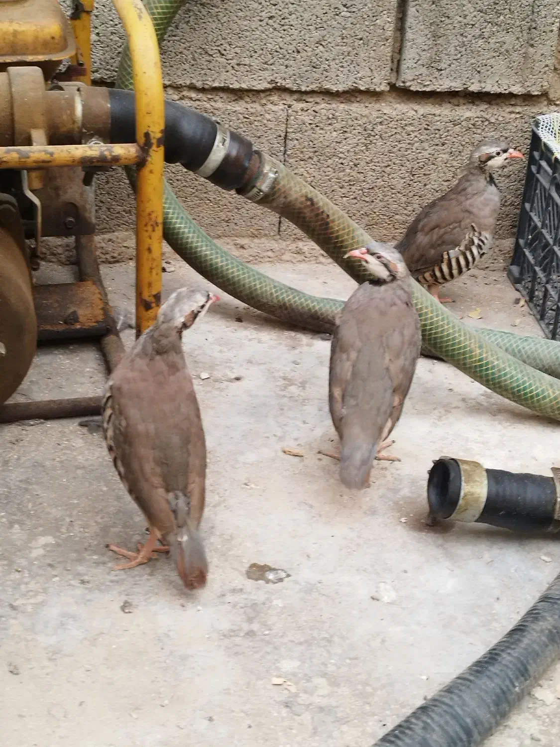 جوجه محلی|حیوانات مزرعه|هندیجان, |دیوار