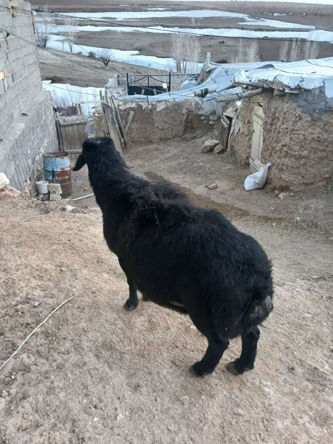 ۶۵۰۰۰۰۰۰|حیوانات مزرعه|زنجانرود, |دیوار