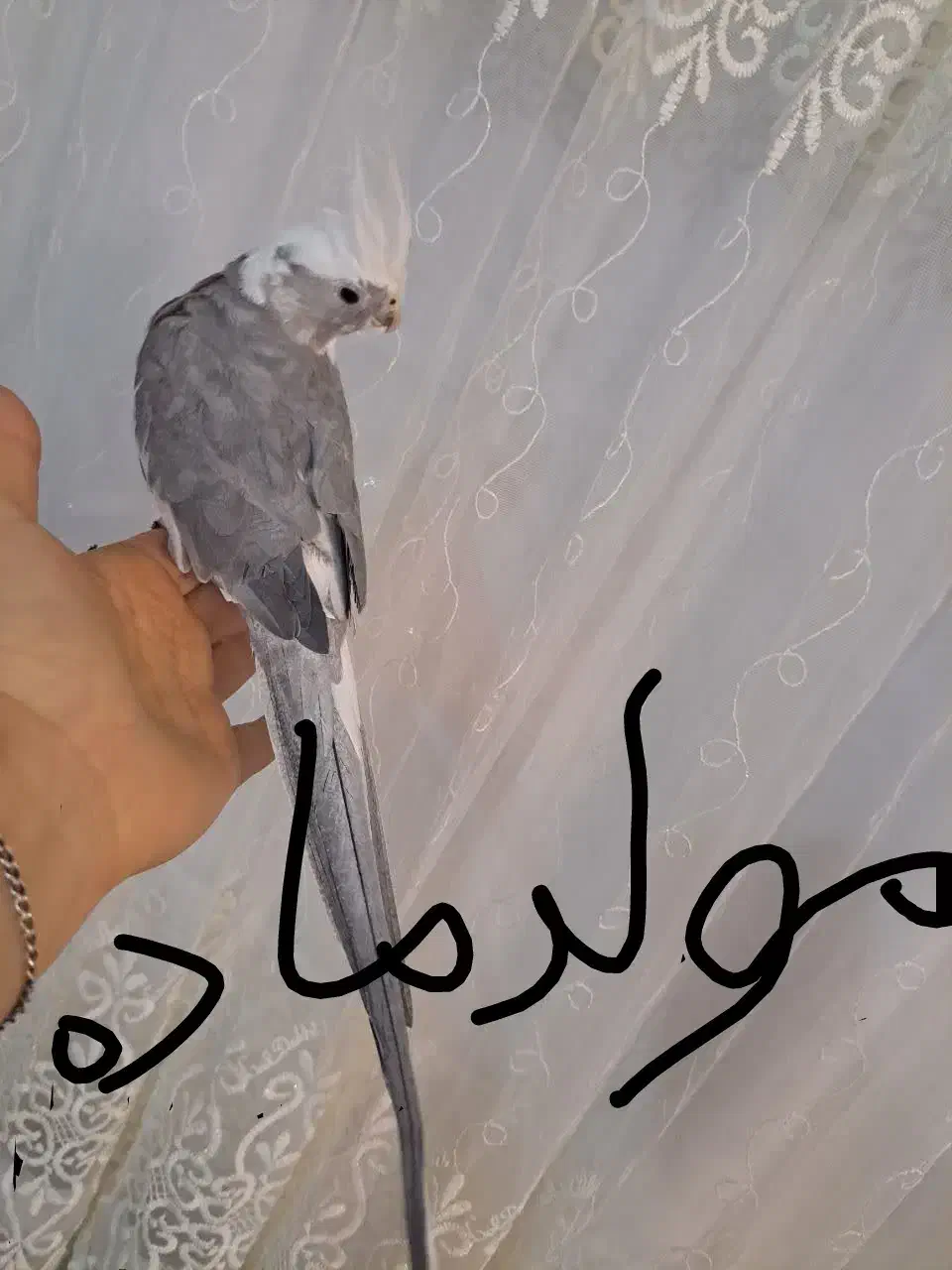 جفت عروس هلندی وایت فیس|پرنده|قم, محمد آباد|دیوار