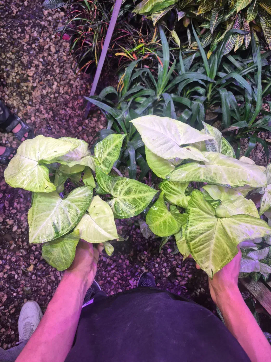 گل و گیاه سینگنیوم سبز|گل و گیاه طبیعی|اهواز, پادادشهر|دیوار