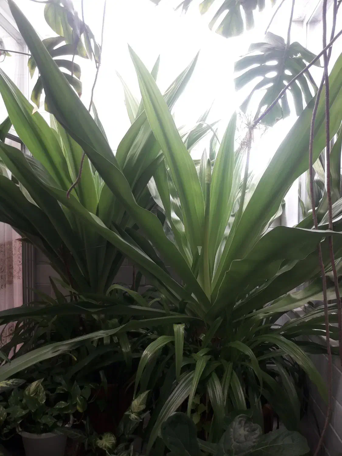 گل اپارتمانی|گل و گیاه طبیعی|دهق, |دیوار