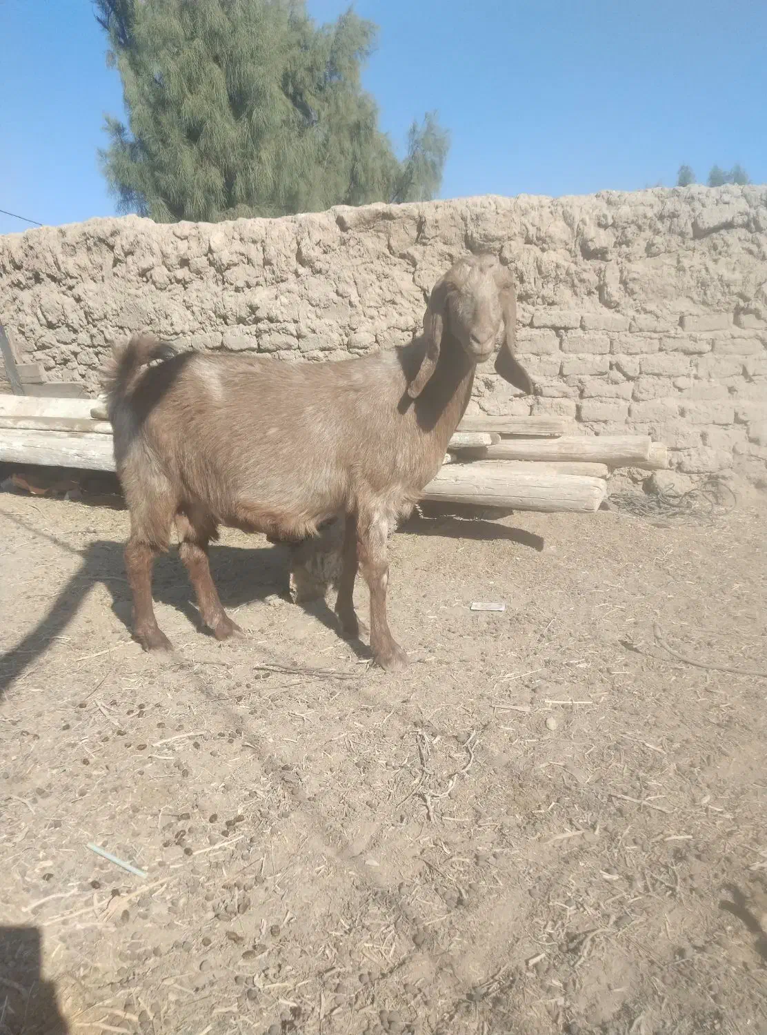 بزوگوسفند|حیوانات مزرعه|زهک, |دیوار