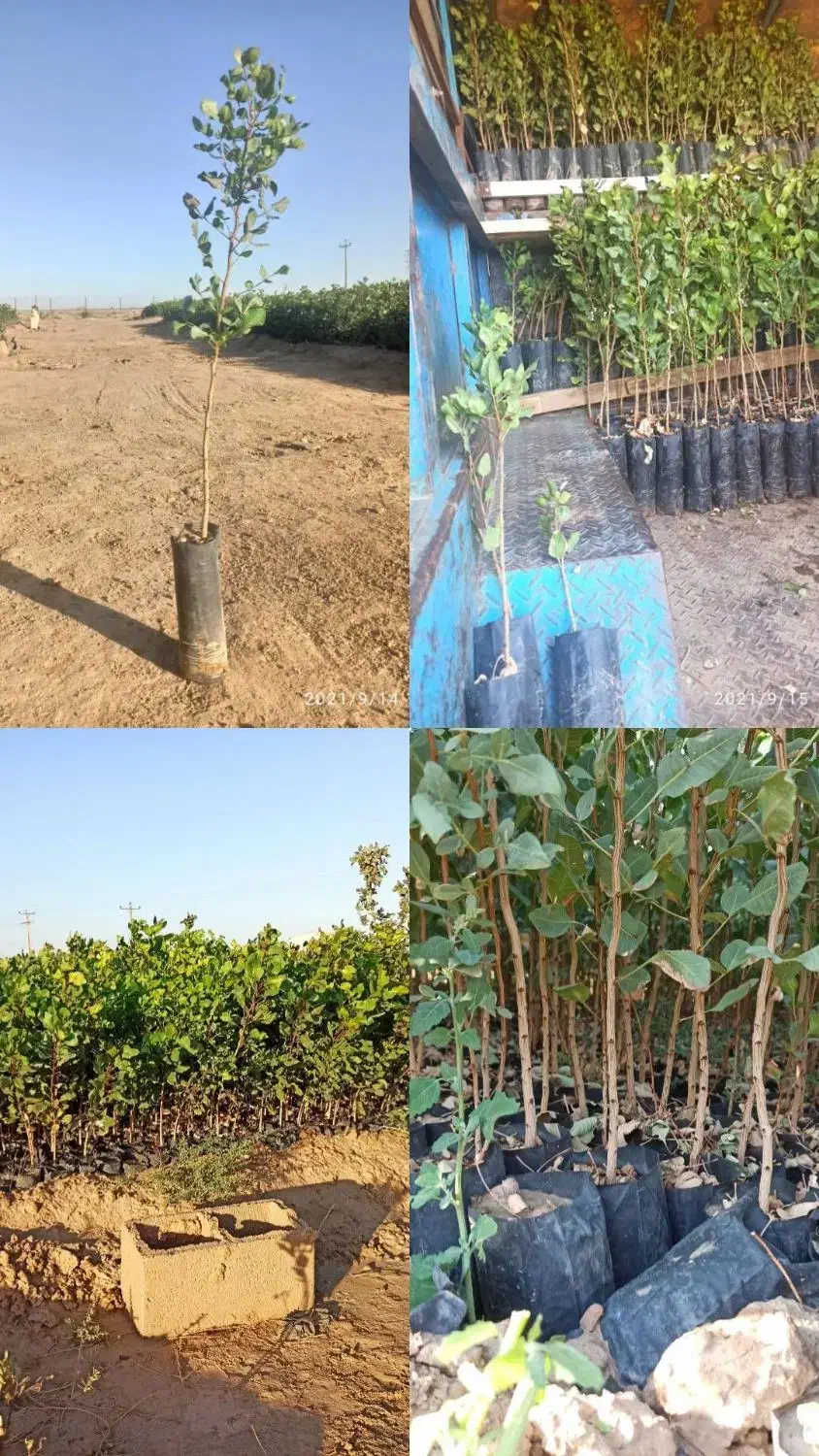 نهال های شناسنامه دار با کیفیت بالا|خدمات باغبانی و درختکاری|گرگان, |دیوار