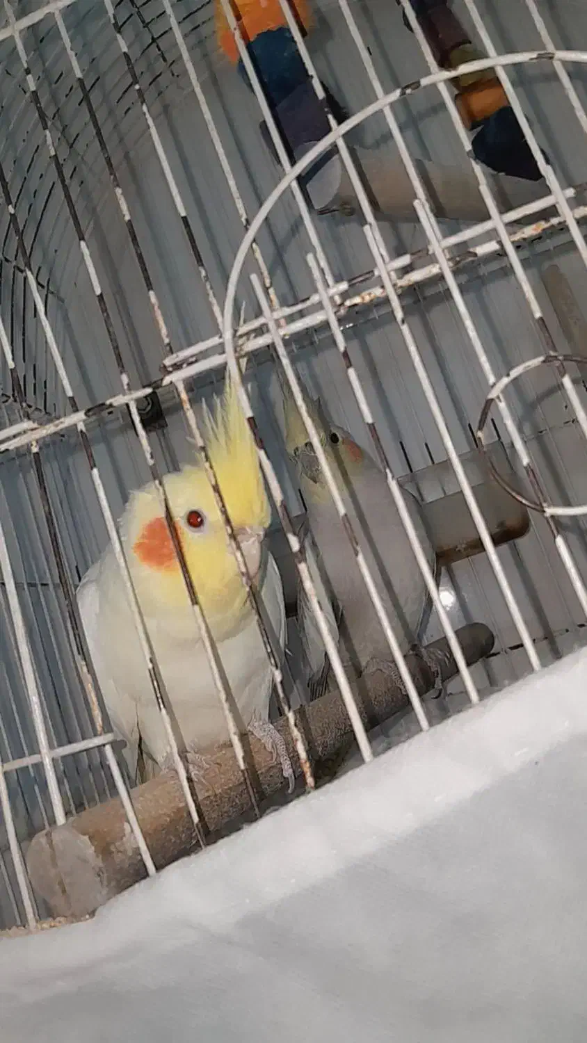 پرنده|پرنده|رضوانشهر, |دیوار