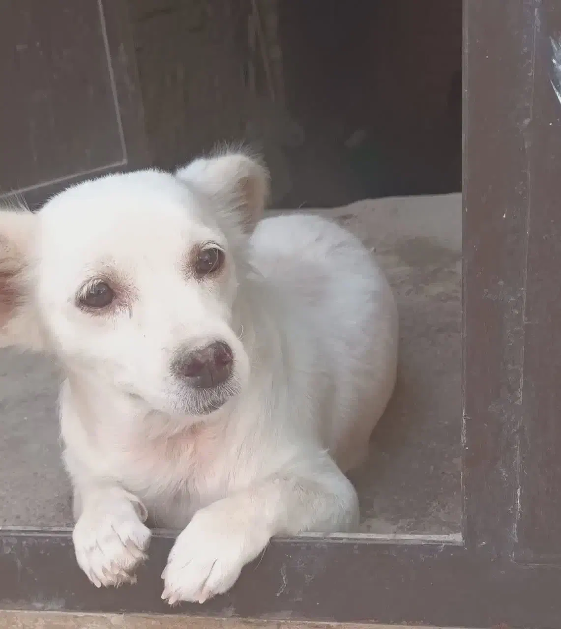 واگذاری سگ ۲میلیون|سگ|یزد, |دیوار