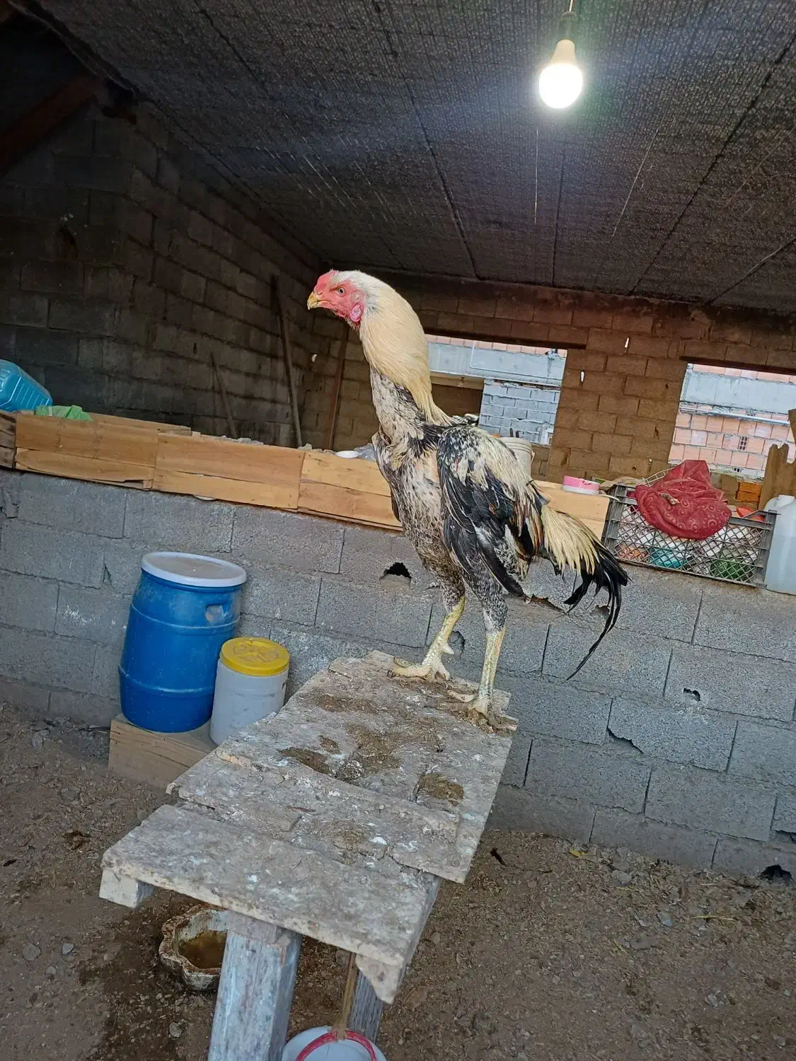 خروس لاری اصیل|حیوانات مزرعه|هادی شهر, |دیوار