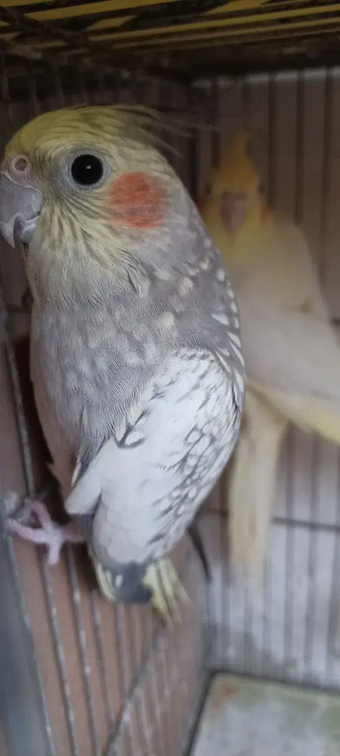 جفت عروس هلندی مولد با کیفیت|پرنده|اردبیل, |دیوار