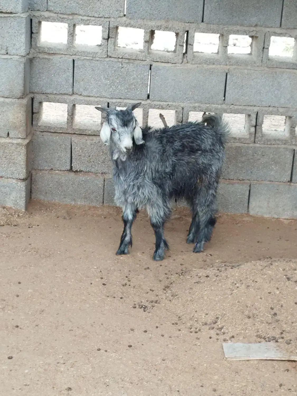 کهره نر|حیوانات مزرعه|قلعه قاضی, |دیوار