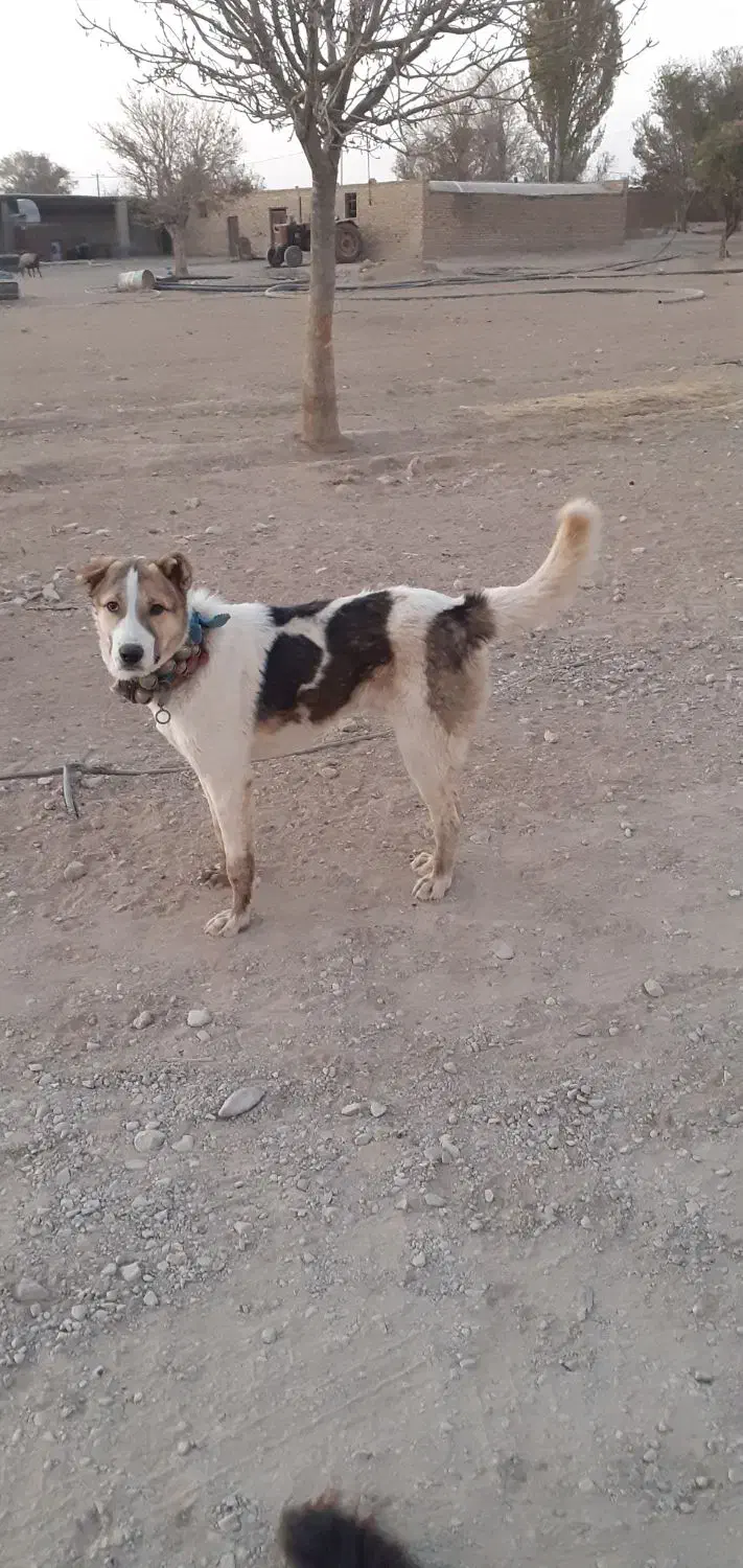 واگذاری سگ نگهبان|سگ|ساروق, |دیوار