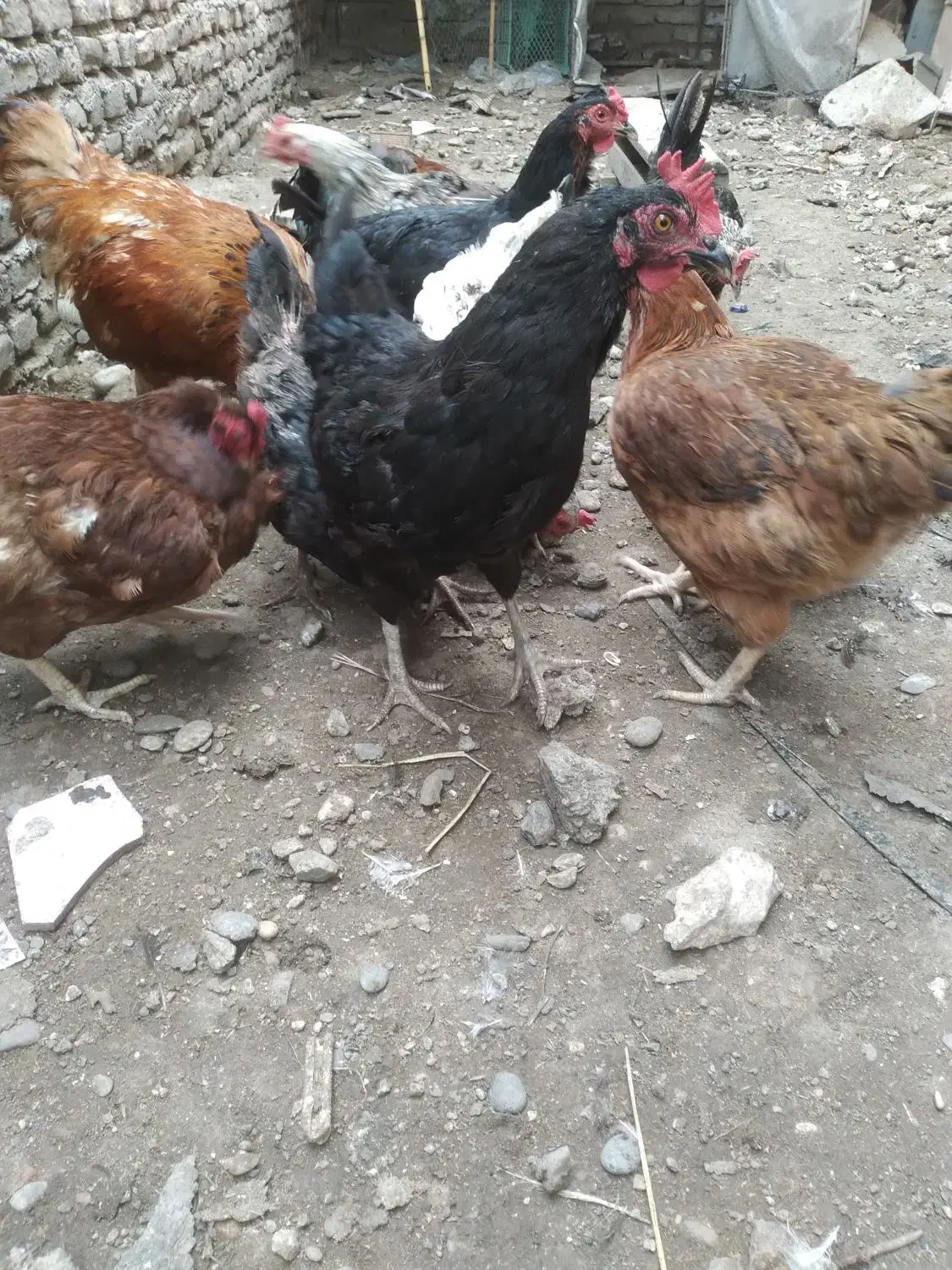 مرغ محلی|حیوانات مزرعه|نکا, |دیوار