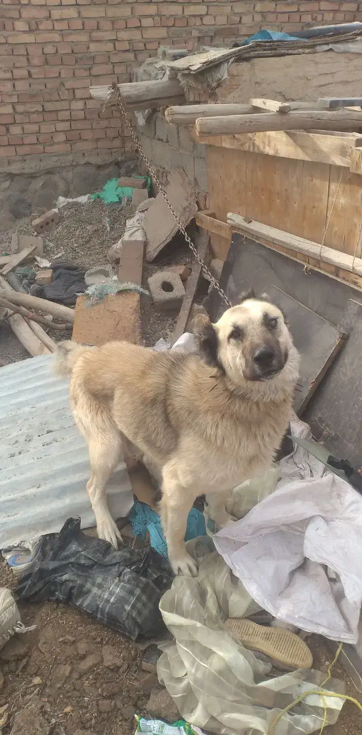 واگذاری سگ گله|سگ|ایلخچی, |دیوار