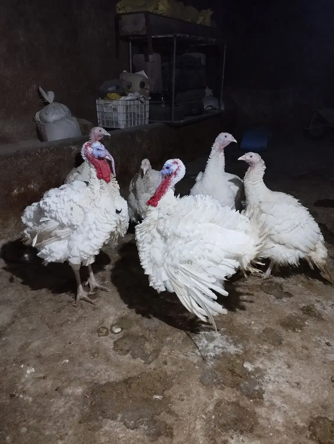 بوقلمون درجه یک|حیوانات مزرعه|صحنه, |دیوار