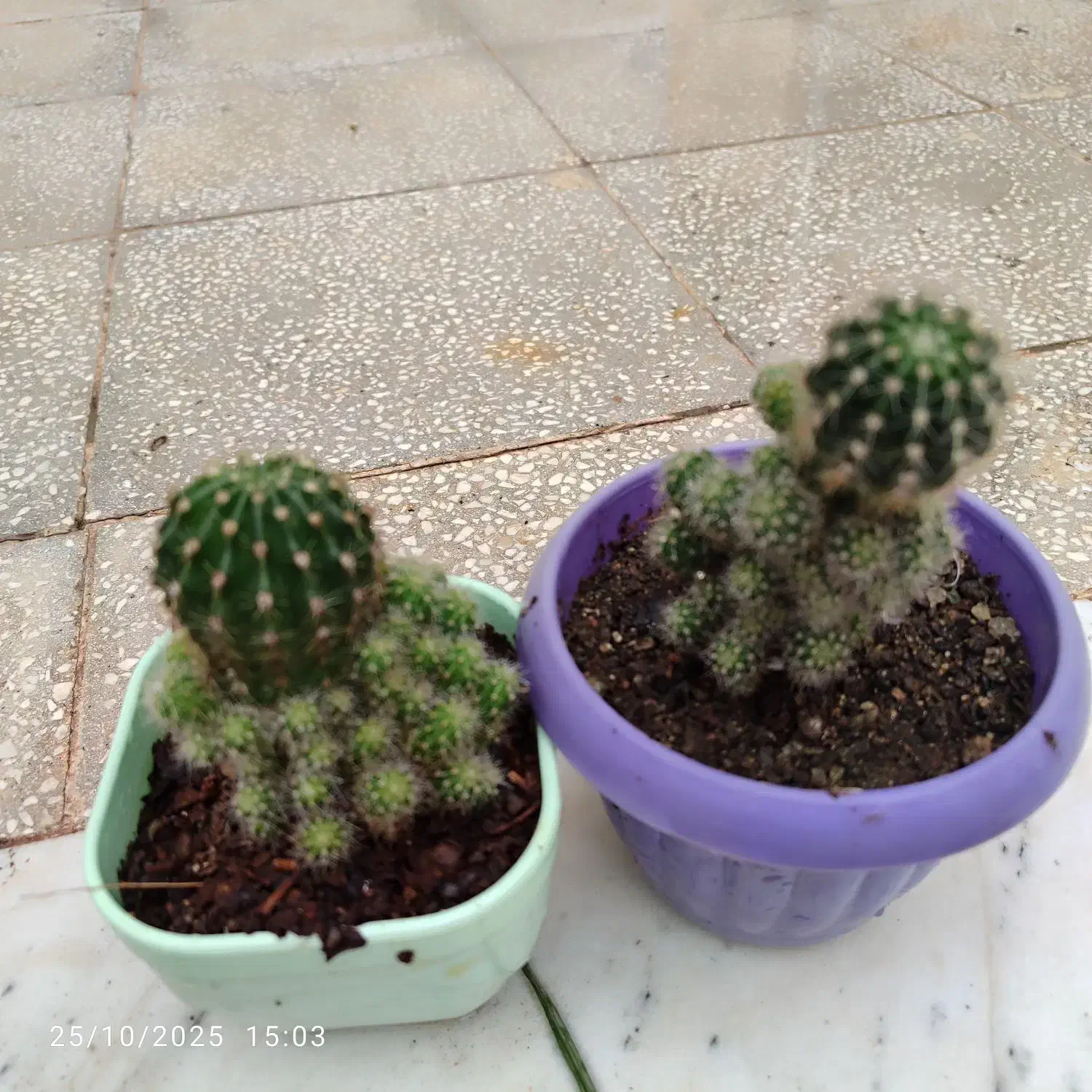 گل کاکتوس پرا پاجوش|گل و گیاه طبیعی|سبزوار, هویزه|دیوار