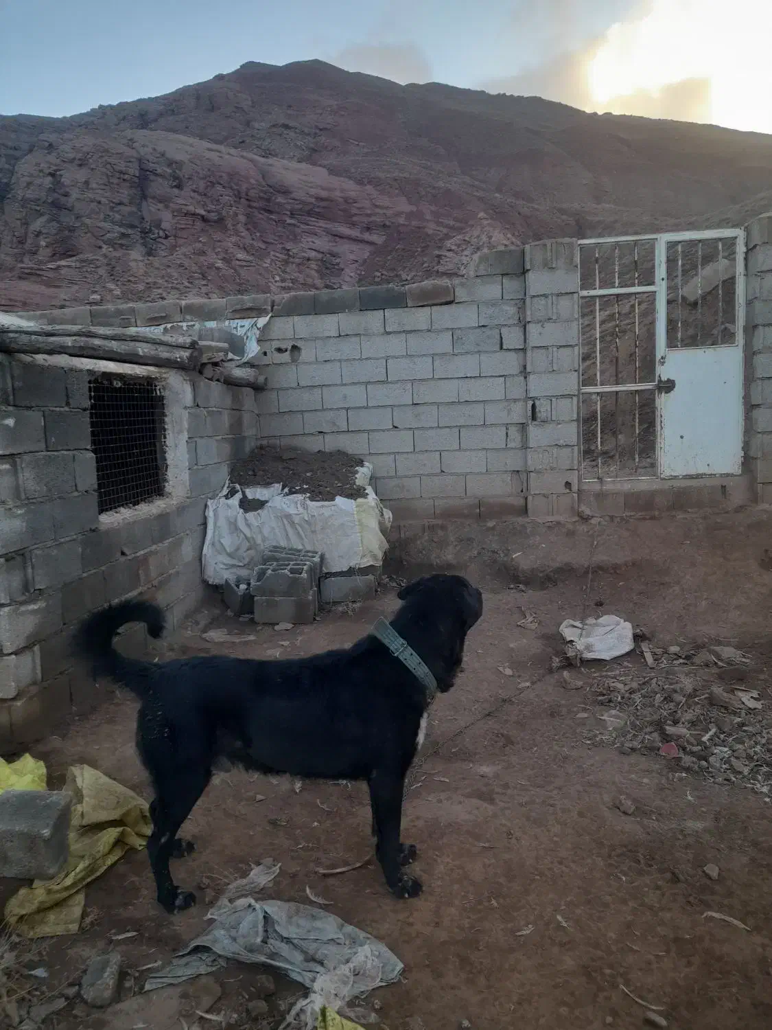 سگ عراقی|سگ|باسمنج, |دیوار