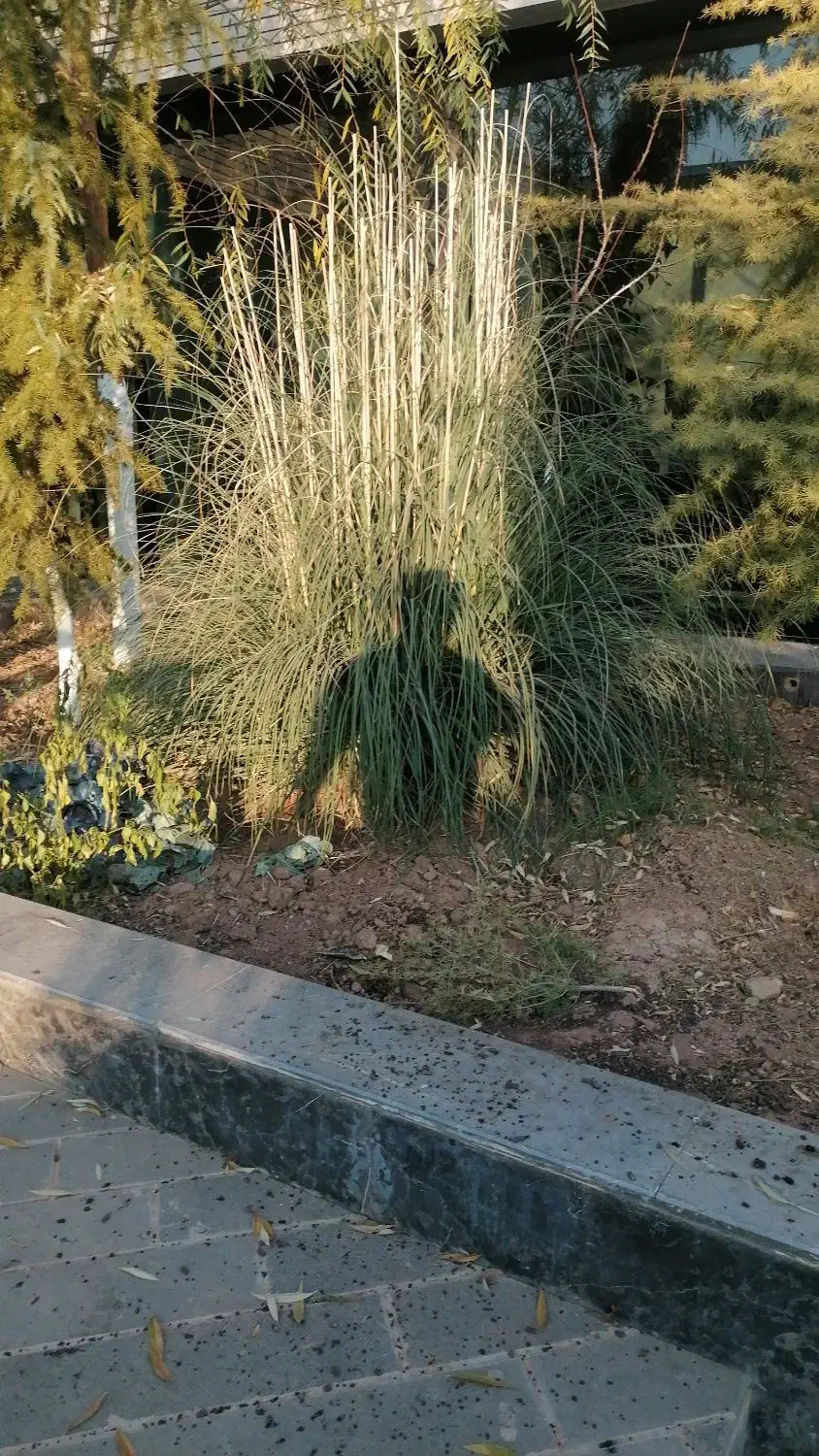 باغ بانی حرص کاری قاچ کشی|خدمات باغبانی و درختکاری|دماوند, دماوند|دیوار