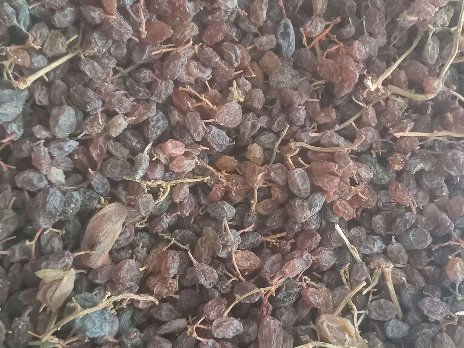 کشمش پاکنشده ۲۶کیلو|خوردنی و آشامیدنی|شال, |دیوار