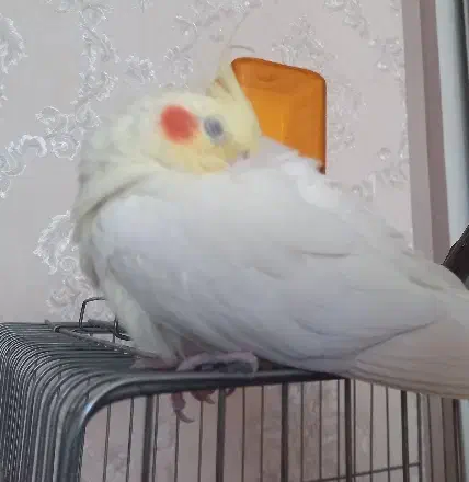 پرنده گمشده + مژدگانی میلیونی|حیوانات|اهر, |دیوار