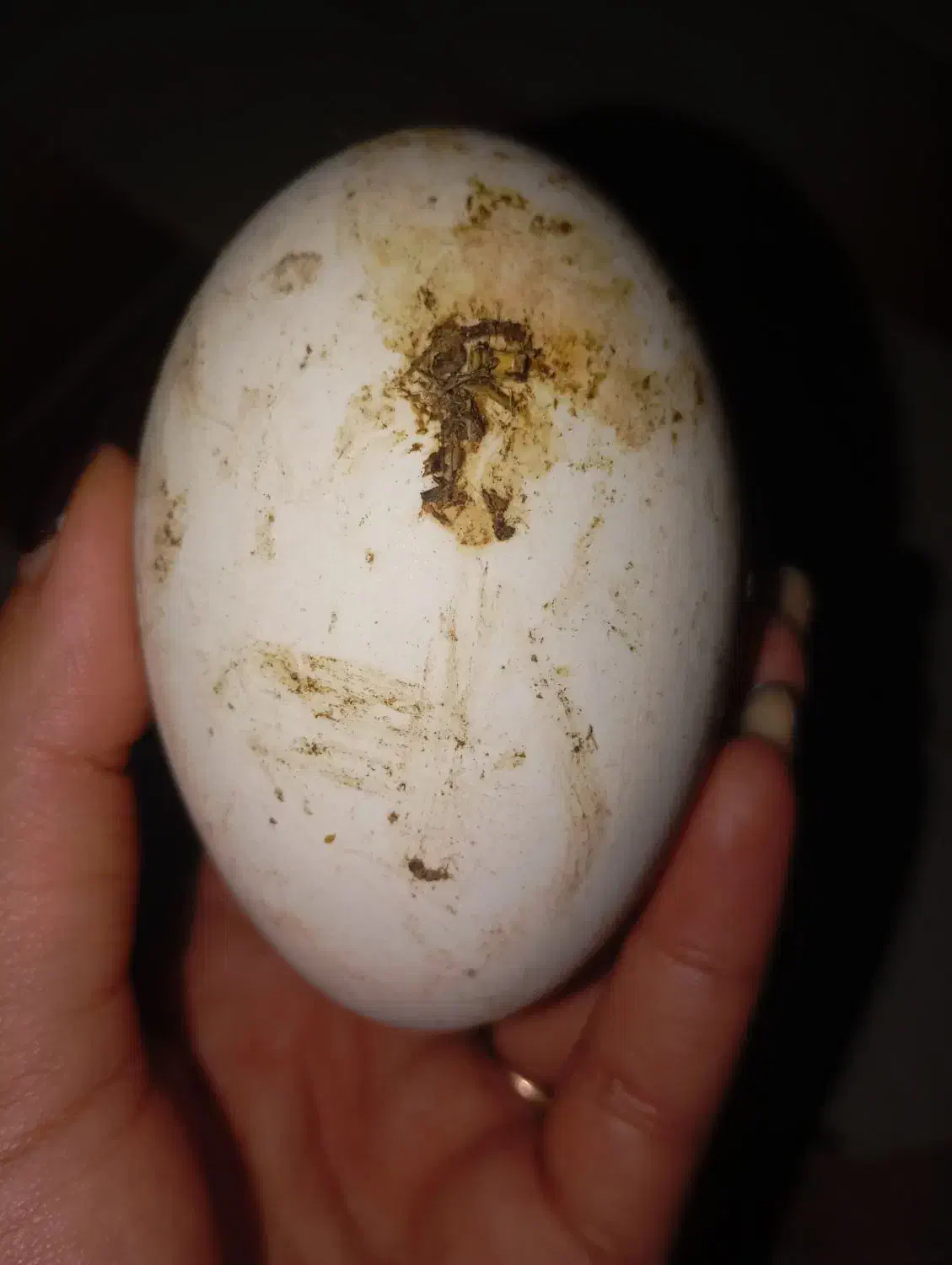 تخم نطفه دار بوقلمووغاز|حیوانات مزرعه|اردبیل, |دیوار