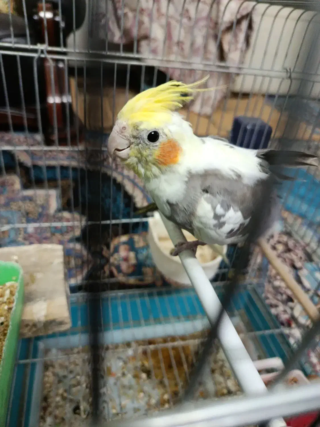 عروس هلندی|پرنده|یزد, |دیوار