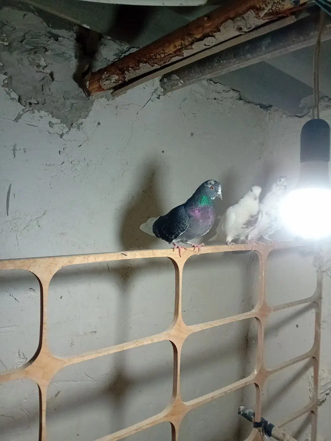 کفتر|پرنده|شهر ری, شهرک نظامی|دیوار