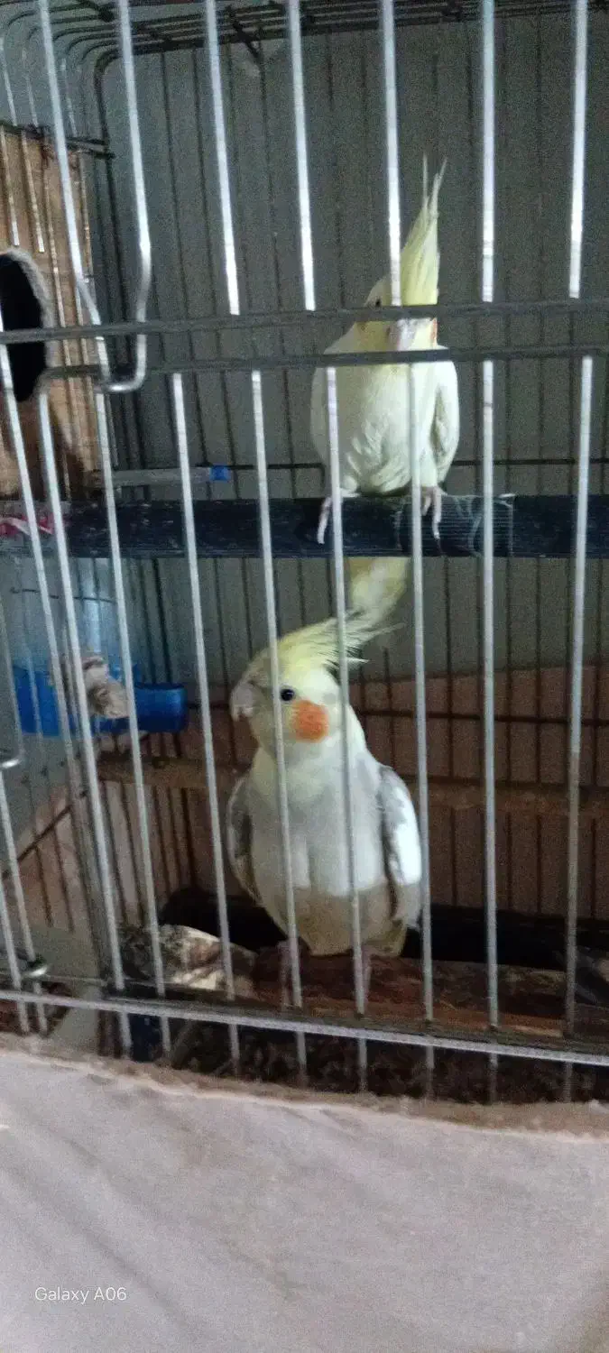 سه تا عروس و دوتا جوجه|پرنده|ری, هاشم‌آباد|دیوار