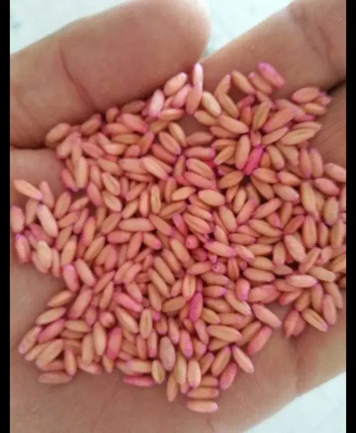 گندم بذر|خدمات باغبانی و درختکاری|موچش, |دیوار