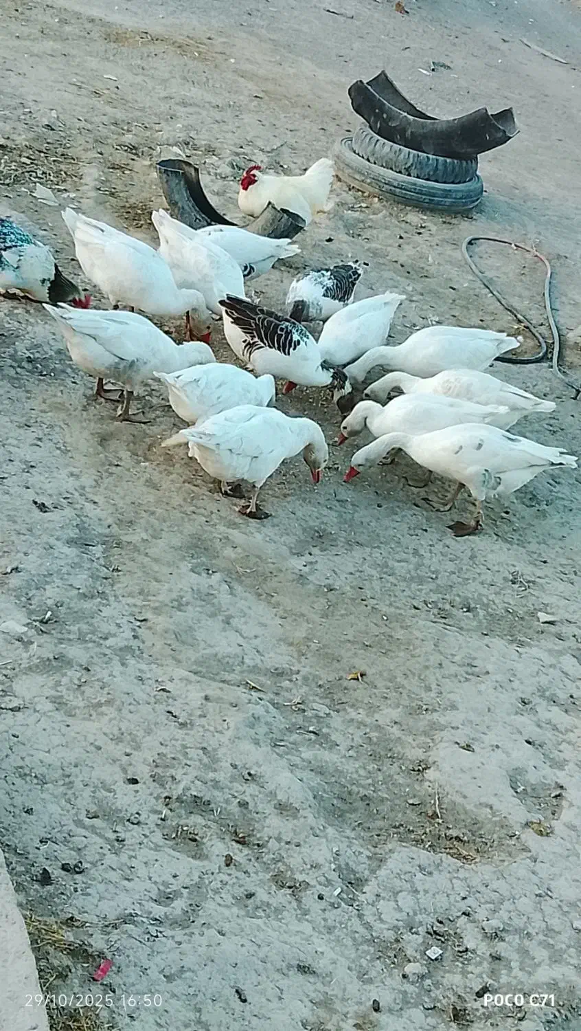 فروش غاز محلی|حیوانات مزرعه|ویلکیج, |دیوار