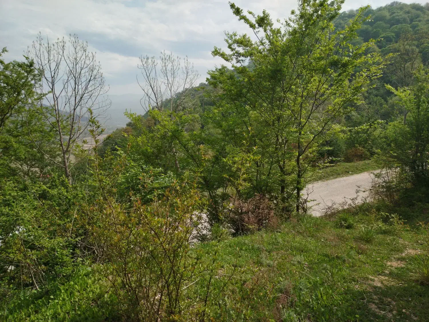 زمین ۲۴۰۰ متر / در ارتفاعات منطقه/قبل از تاکام|فروش زمین و ملک کلنگی|پایین هولار, |دیوار