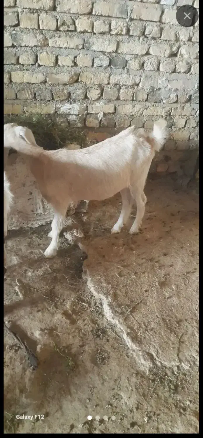 بزسانن با بزغاله|حیوانات مزرعه|مشهد, امین آباد|دیوار