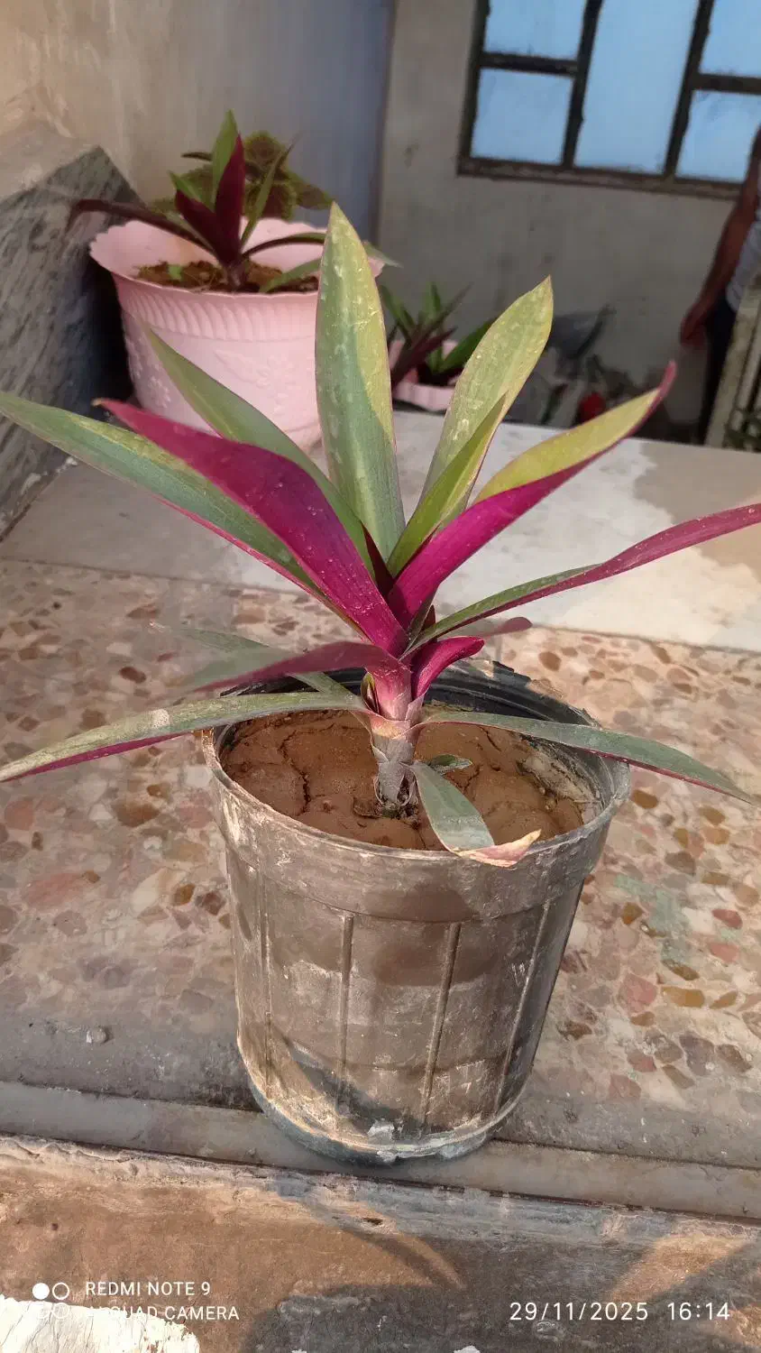 گل و گلدان|گل و گیاه طبیعی|اهواز, کوی صادقیه|دیوار